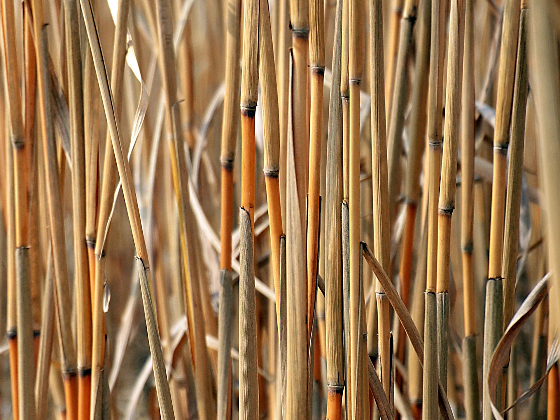 Le Miscanthus La Plante Pour Le Paillage Par Excellence Pepiniere Agnens