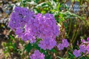 Phlox paniculata 'Hesperis' - La pépinière d'Agnens