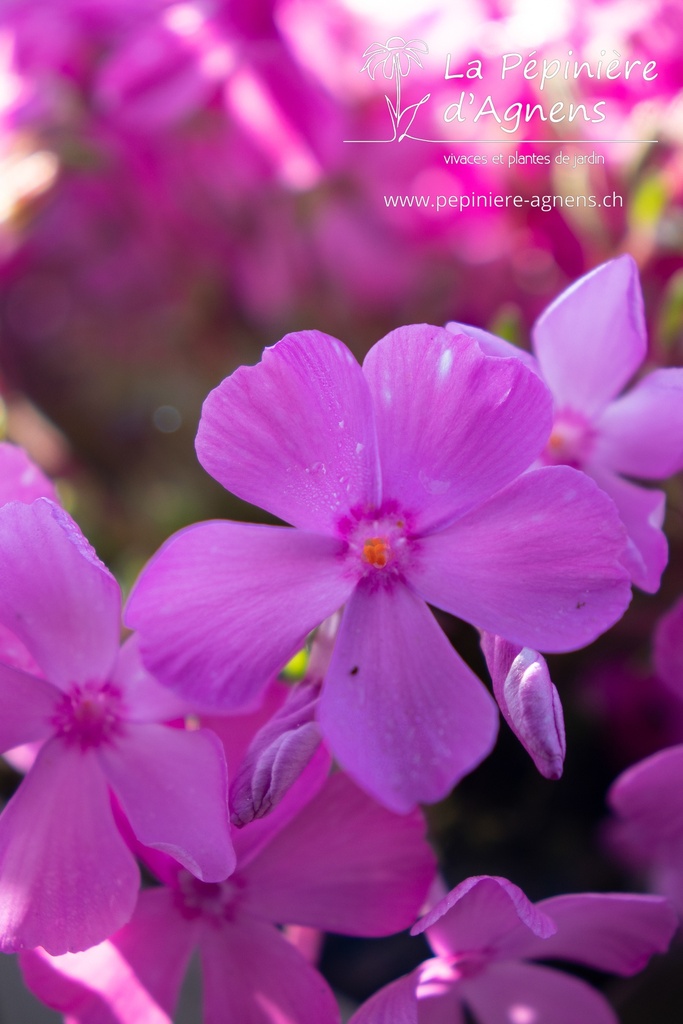 Phlox subulata 'Mc Daniel's Cushion' - La pépinière d'Agnens