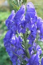 Aconitum carmichaelii 'Arendsii' - La Pépinière D'agnens