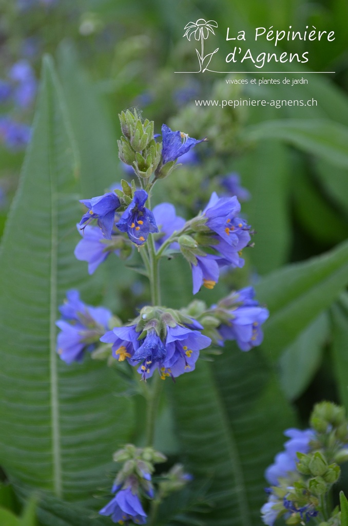 Polemonium caeruleum - La pépinière d'Agnens