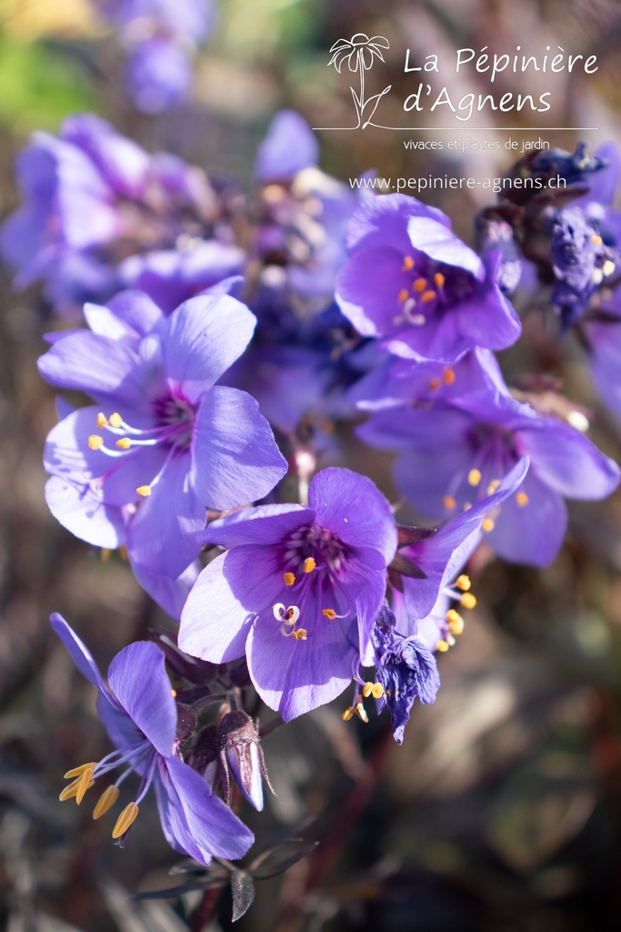 Polemonium hybride 'Bressingham Purple' - La pépinière d'Agnens