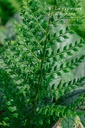 Polystichum setiferum 'Herrenhausen' - La pépinière d'Agnens