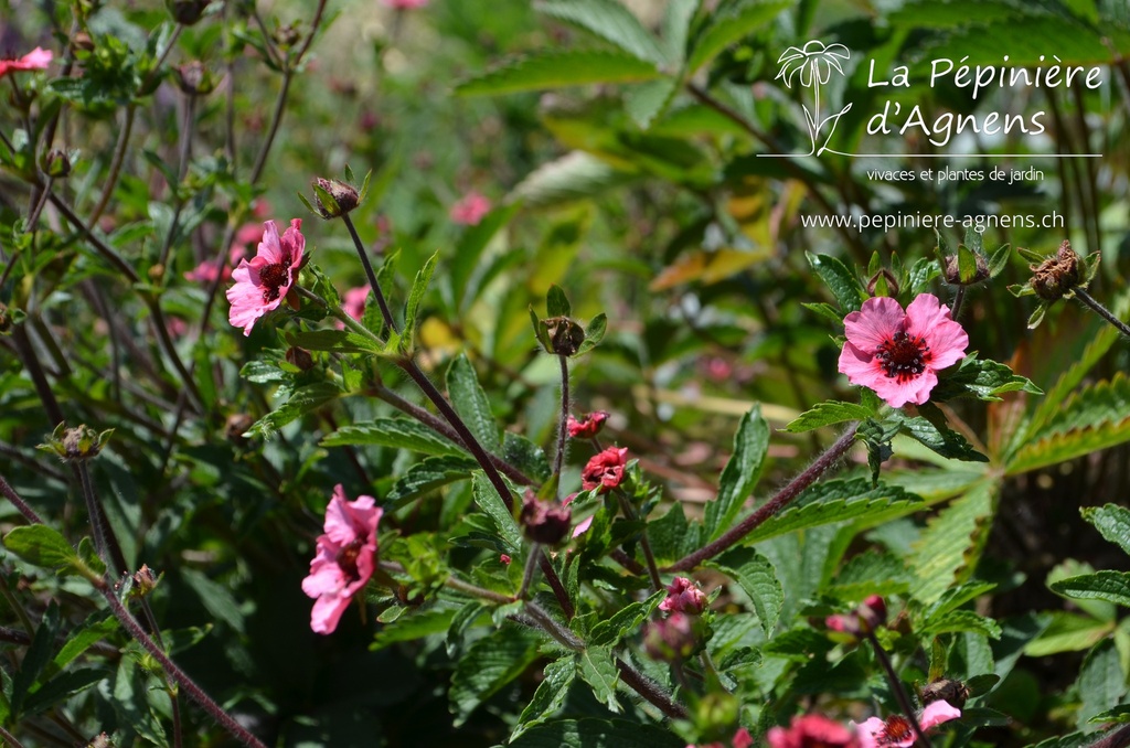 Potentilla nepalensis 'Miss Willmott' - La pépinière d'Agnens