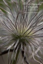 Pulsatilla vulgaris - La pépinière d'Agnens