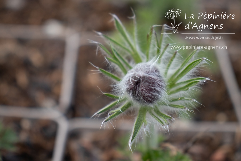 Pulsatilla vulgaris 'Rote Glocke' - La pépinière d'Agnens