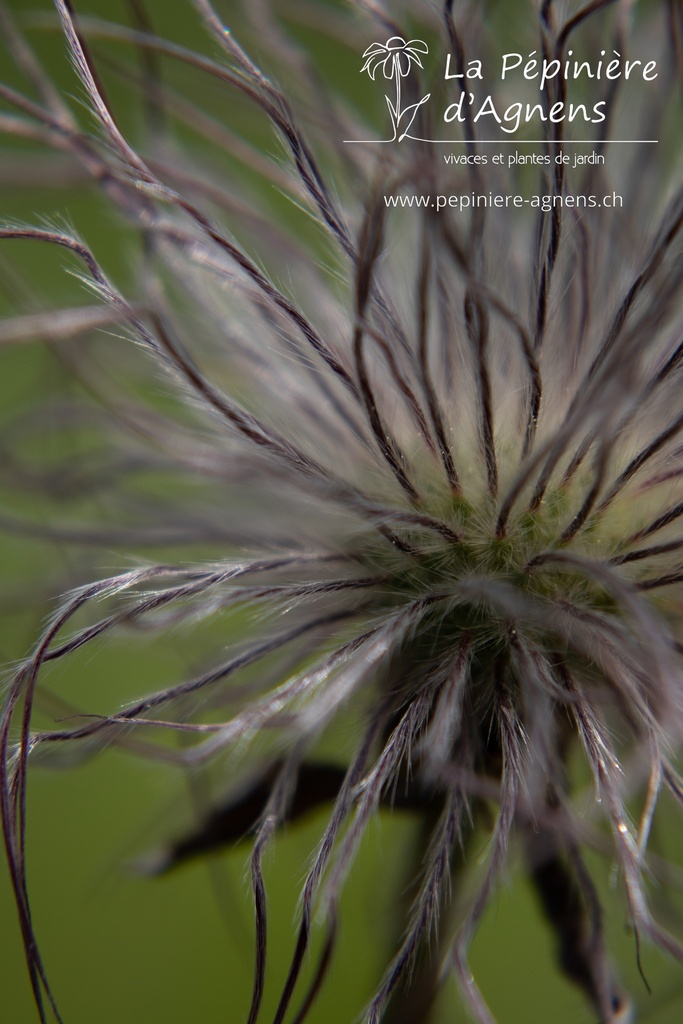 Pulsatilla vulgaris 'Rote Glocke' - La pépinière d'Agnens