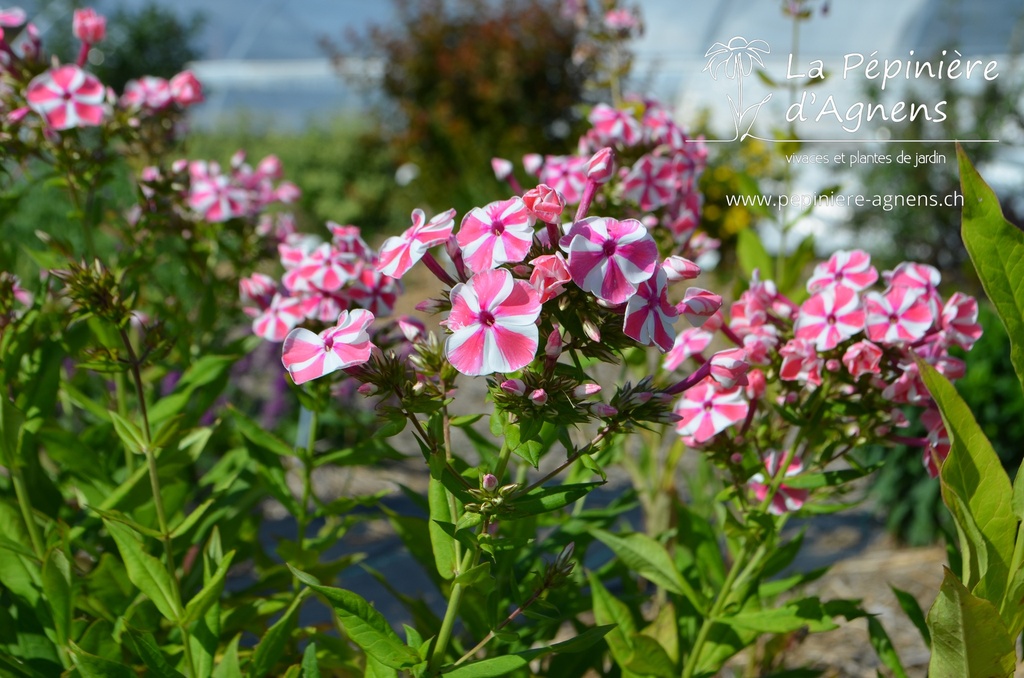 Phlox paniculata 'Peppermint Twist' - la Pépinière d'Agnens