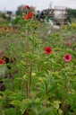 Potentilla hybride 'Gibson's Scarlet'- la Pépinière d'Agnens