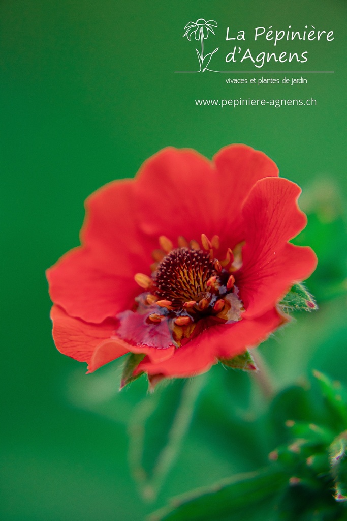 Potentilla hybride 'Gibson's Scarlet'