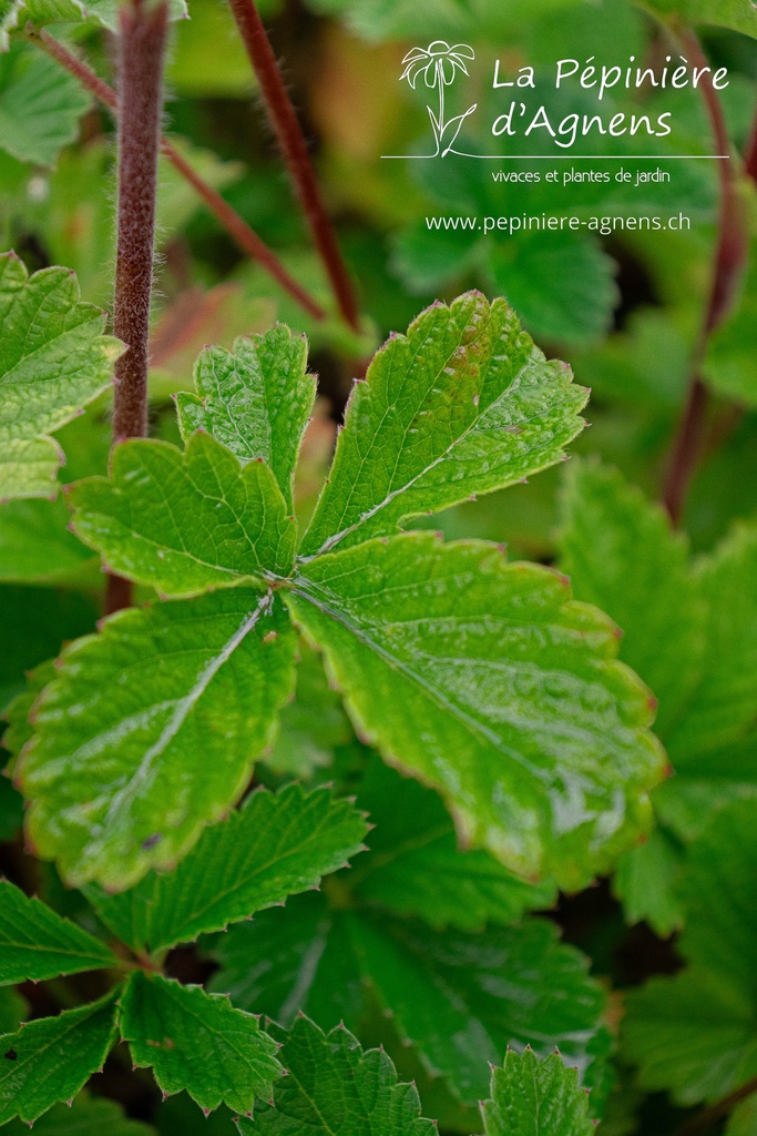 Potentilla hybride 'Gibson's Scarlet'