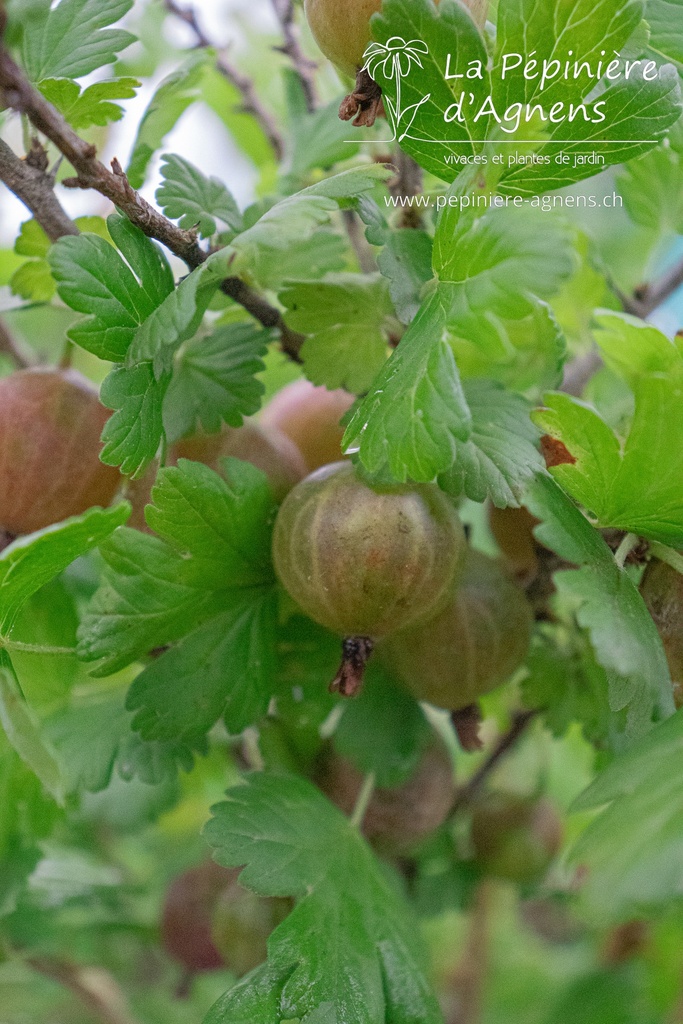 Ribes (4) uva-crispa 'Achilles'- la Pépinière d'Agnens