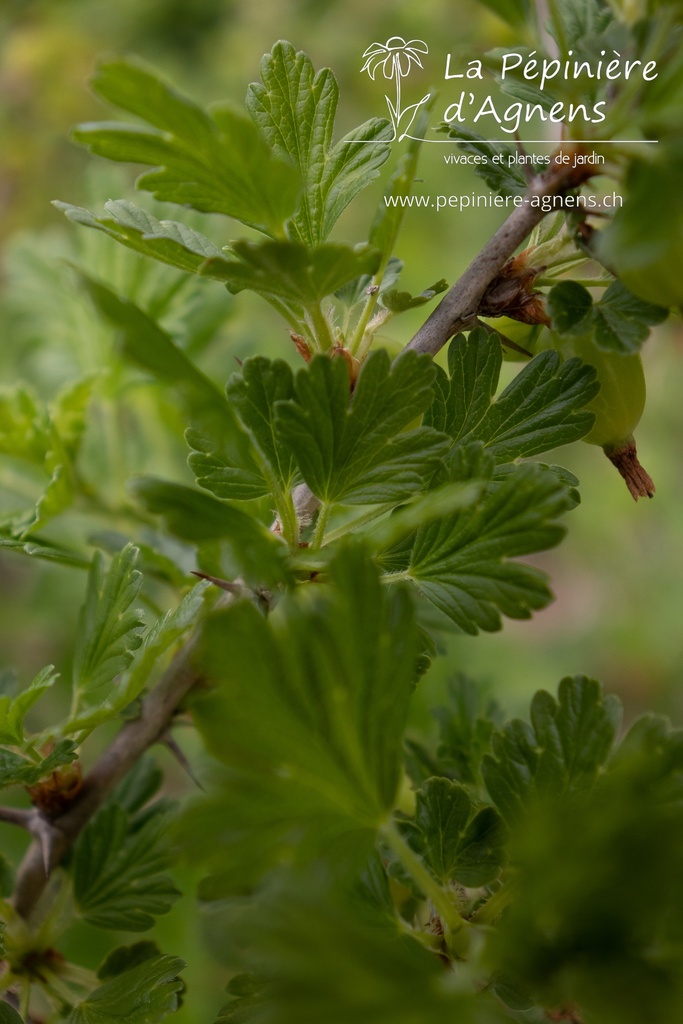 Ribes (4) uva-crispa 'Captivator'- la Pépinière d'Agnens