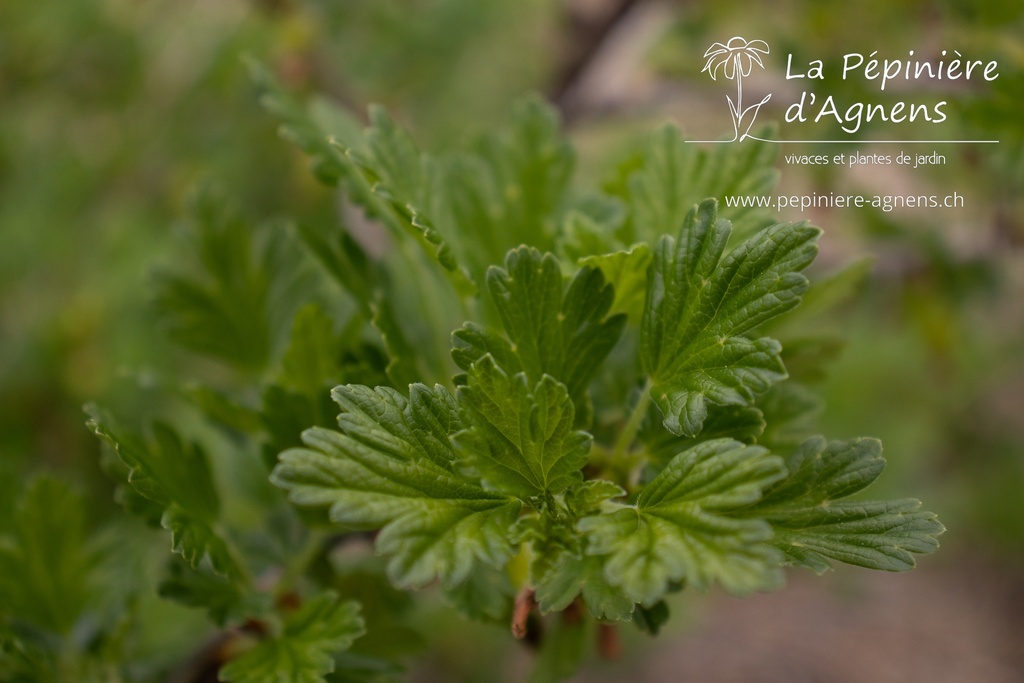 Ribes (4) uva-crispa 'Captivator'- la Pépinière d'Agnens