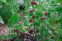 Ribes (4) uva-crispa 'Hinnonmäki rouge'- la Pépinière d'Agnens