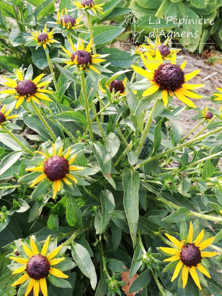 Rudbeckia fulgida 'Little Goldstar'- la Pépinière d'Agnens