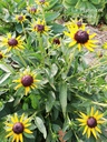 Rudbeckia fulgida 'Little Goldstar'- la Pépinière d'Agnens