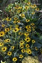 Rudbeckia fulgida 'Little Goldstar'- la Pépinière d'Agnens