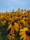 Rudbeckia fulgida var. sullivantii 'Goldsturm'- la Pépinière d'Agnens