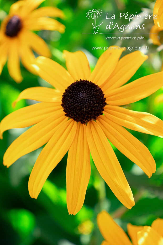 Rudbeckia fulgida var. sullivantii 'Goldsturm'- la Pépinière d'Agnens