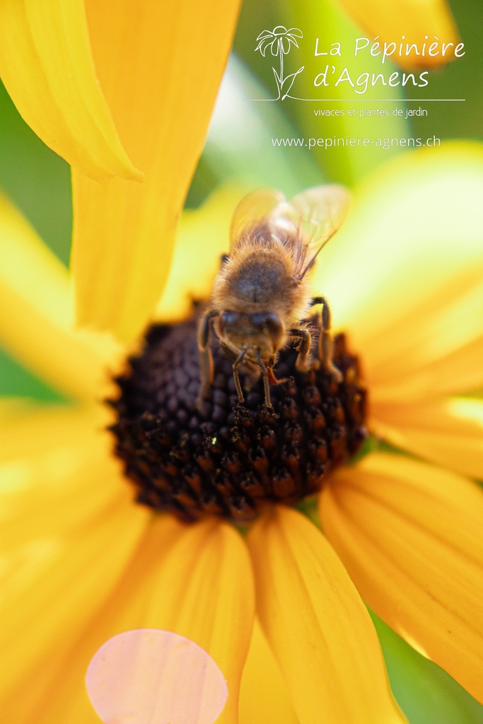 Rudbeckia fulgida var. sullivantii 'Goldsturm'- la Pépinière d'Agnens