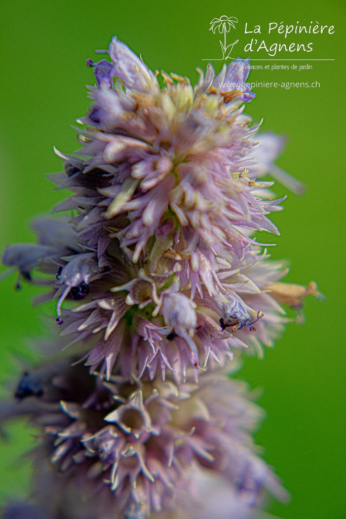 Agastache rugosa - La Pépinière D'agnens