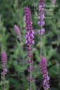 Salvia nemorosa 'Amethyst' - la Pépinière d'Agnens