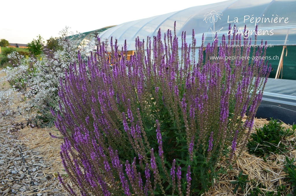 Salvia nemorosa 'Amethyst' - la Pépinière d'Agnens