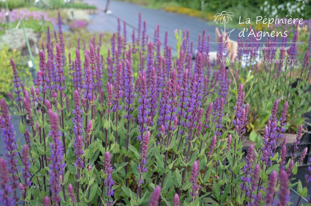 Salvia nemorosa 'Caradonna'- la Pépinière d'Agnens