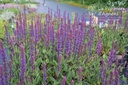 Salvia nemorosa 'Caradonna'- la Pépinière d'Agnens