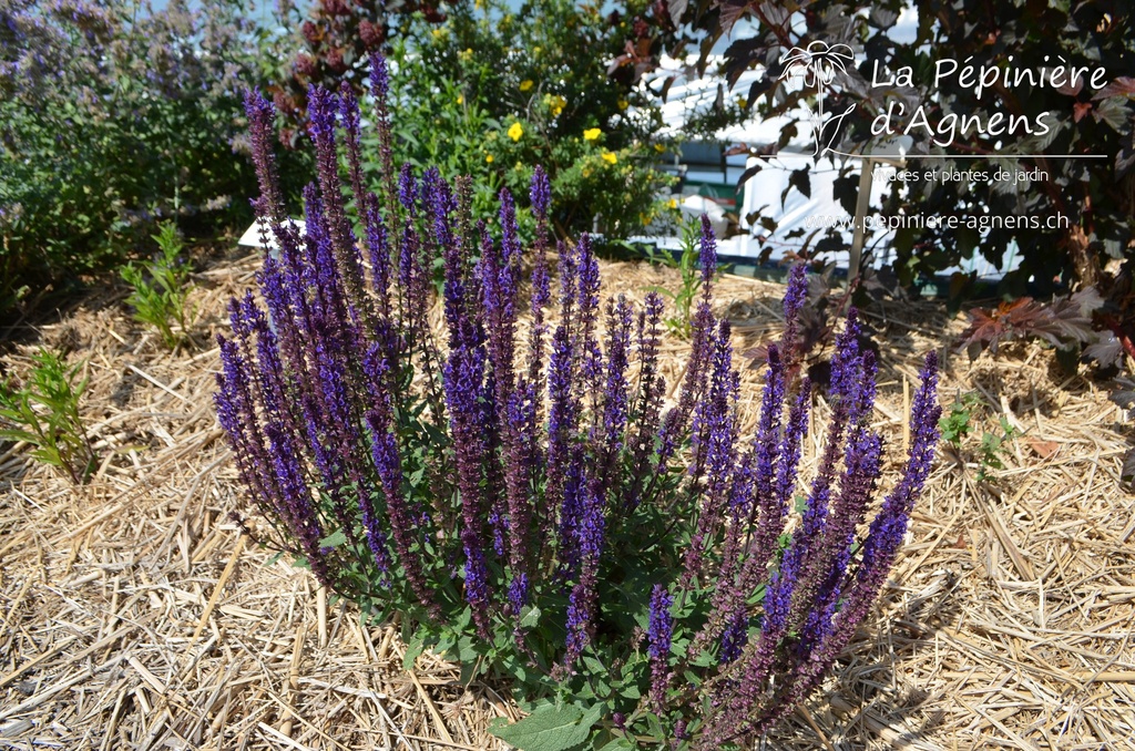 Salvia nemorosa 'Caradonna'- la Pépinière d'Agnens