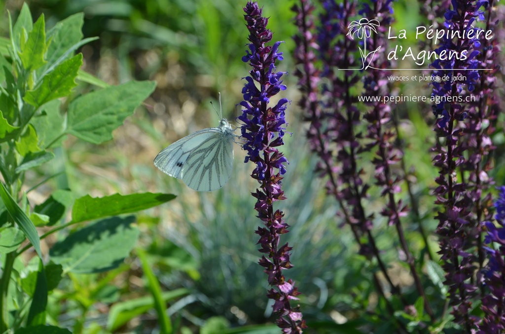 Salvia nemorosa 'Caradonna'- la Pépinière d'Agnens