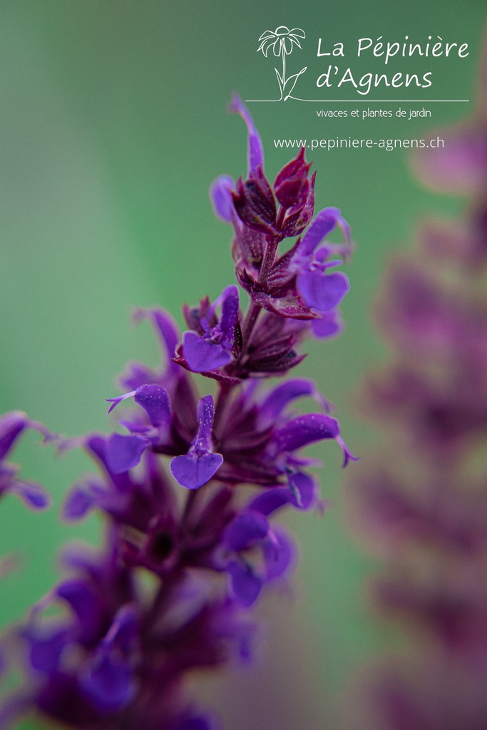 Salvia nemorosa 'Ostfriesland'- la Pépinière d'Agnens