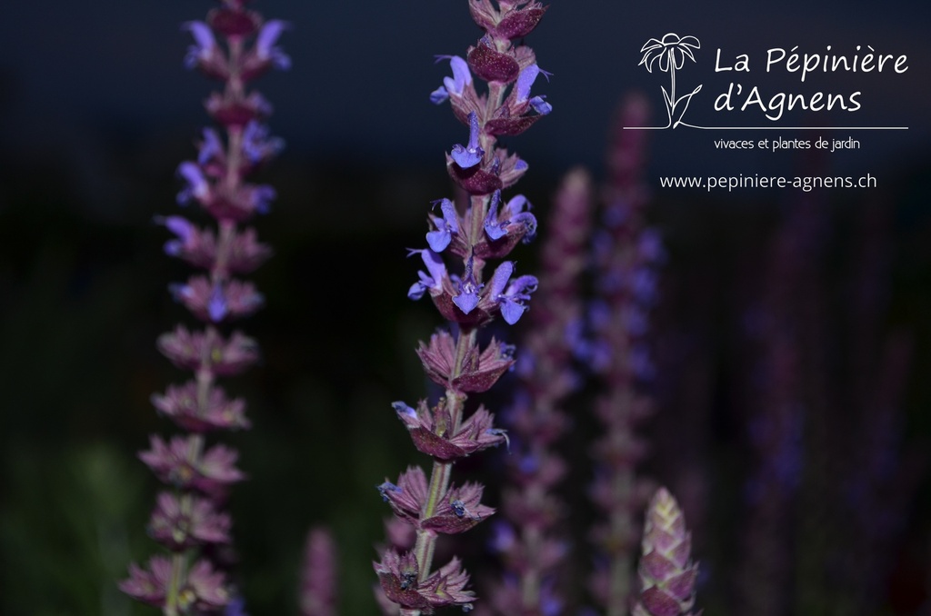 Salvia nemorosa 'Ostfriesland'- la Pépinière d'Agnens