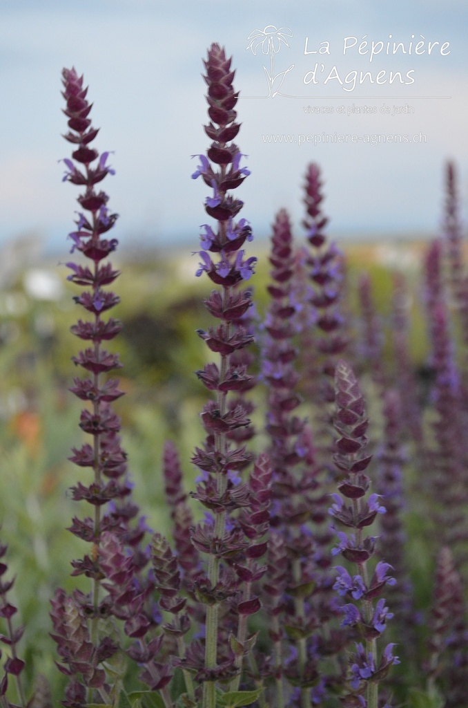 Salvia nemorosa 'Ostfriesland'- la Pépinière d'Agnens