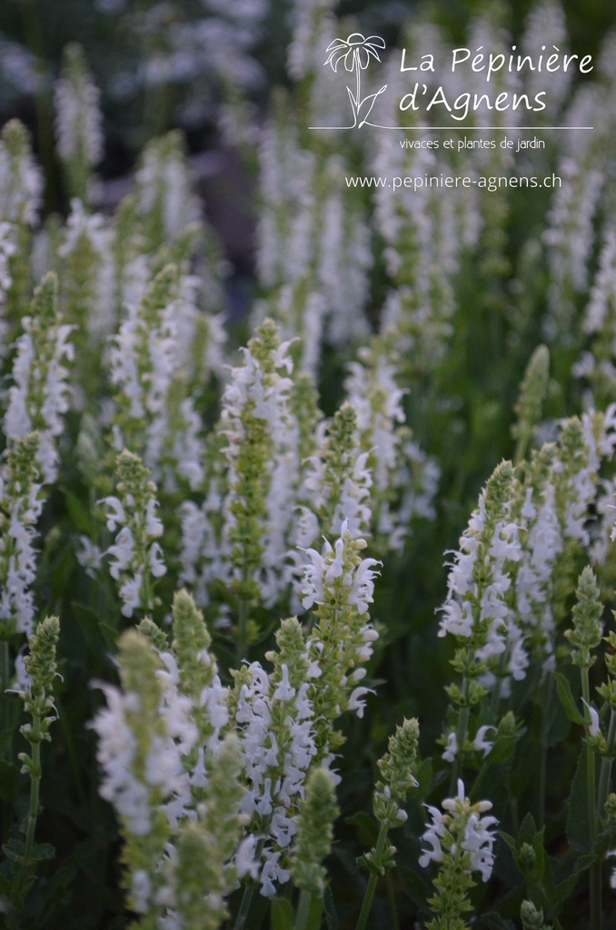 Salvia nemorosa 'Schneehügel'- la Pépinière d'Agnens