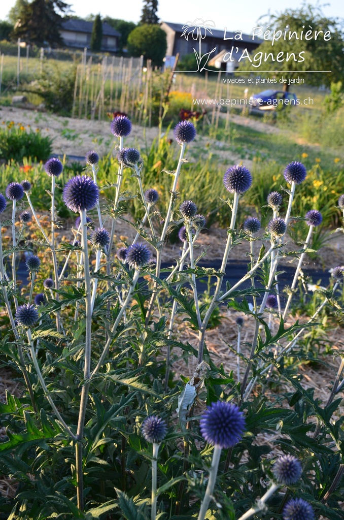 Echinops bannaticus 'Blue Glow' - la Pépinière d'Agnens