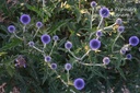 Echinops bannaticus 'Blue Glow' - la Pépinière d'Agnens