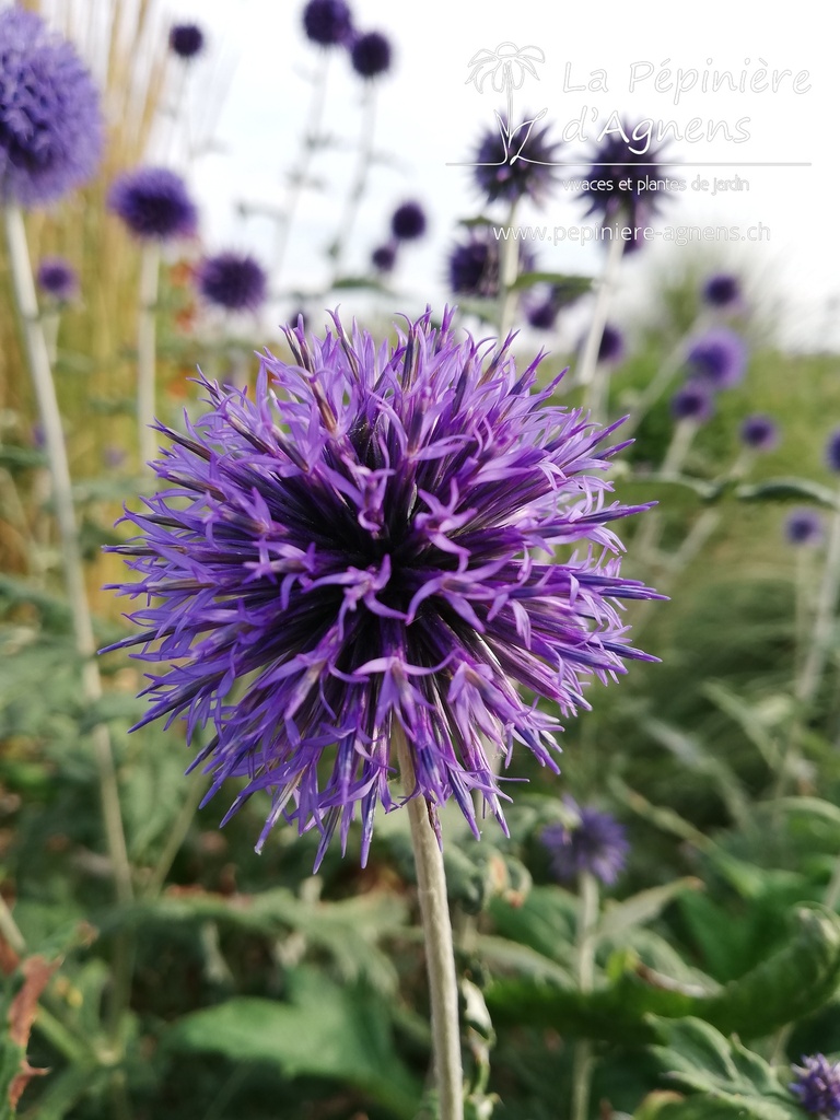 Echinops ritro 'Veitch's Blue' - la Pépinière d'Agnens