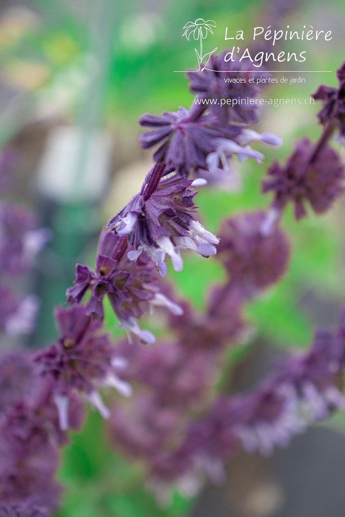 Salvia verticillata 'Hanney's Blue'- la Pépinière d'Agnens