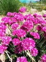 Armeria maritima 'Düsseldorfer Stolz' - la Pépinière d'Agnens