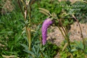 Sanguisorba hybride 'Lilac Squirrel'- la Pépinière d'Agnens