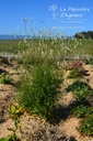 Sanguisorba tenuifolia 'Alba'- la Pépinière d'Agnens