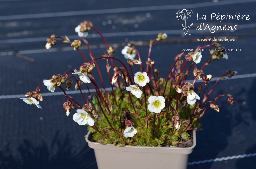 Saxifraga arendsii (x) 'Adebar'- la Pépinière d'Agnens