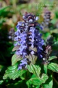 Ajuga reptans - La Pépinière D'agnens