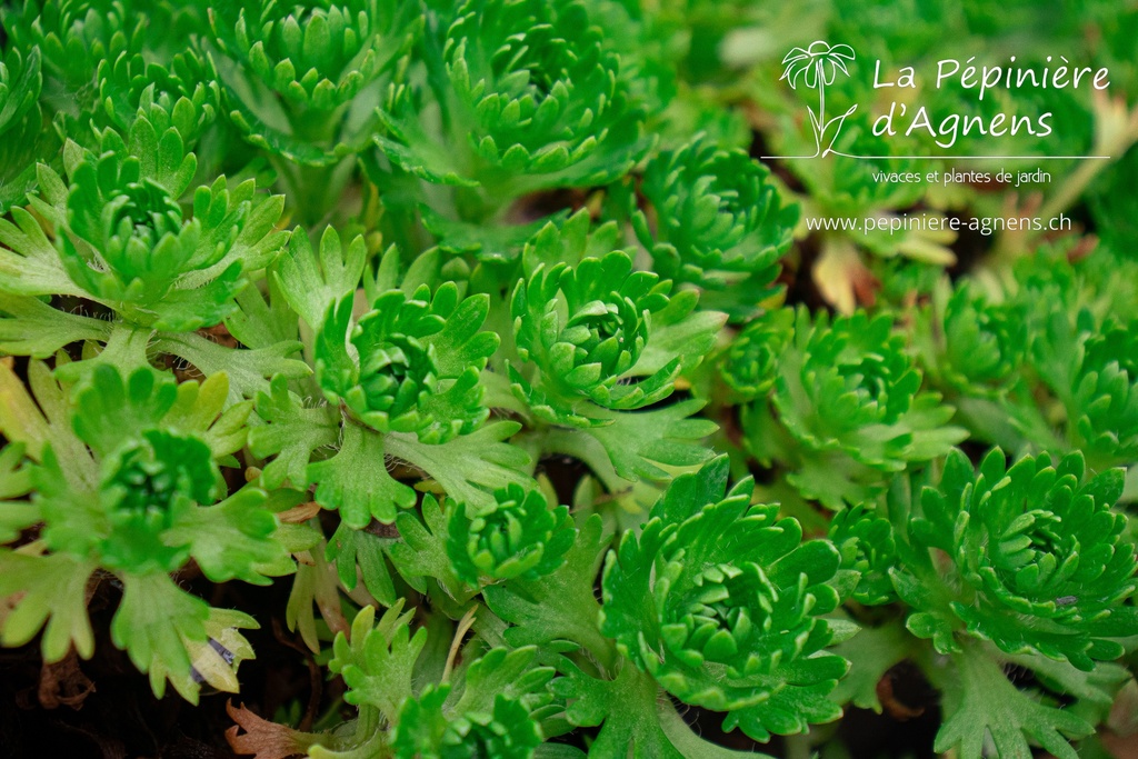 Saxifraga arendsii (x) 'Adebar'- la Pépinière d'Agnens