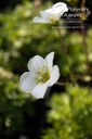 Saxifraga arendsii (x) 'Adebar'- la Pépinière d'Agnens