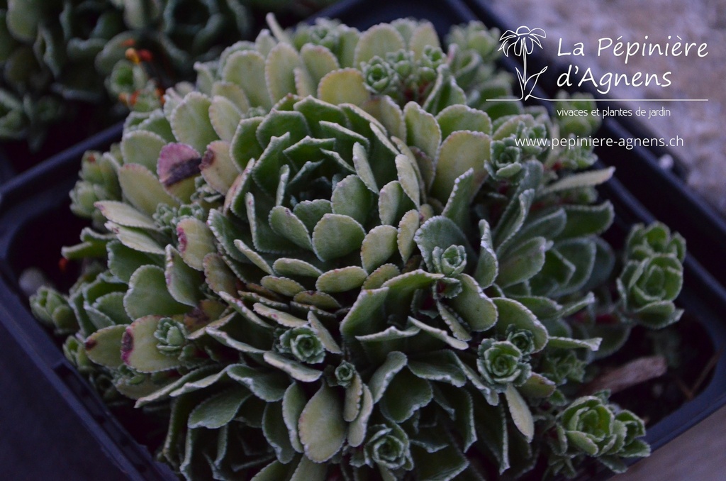 Saxifraga paniculata- la Pépinière d'Agnens