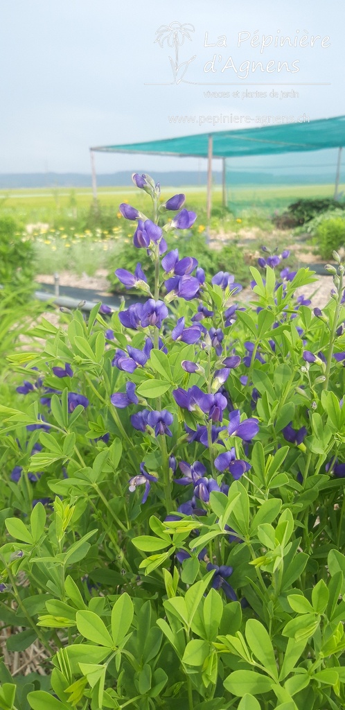 Baptisia australis 'Caspian Blue' - la Pépinière d'Agnens