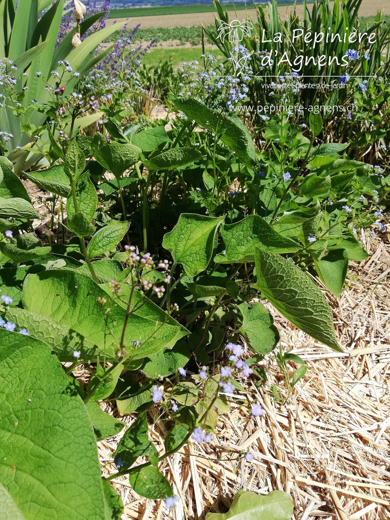 Brunnera macrophylla - la Pépinière d'Agnens